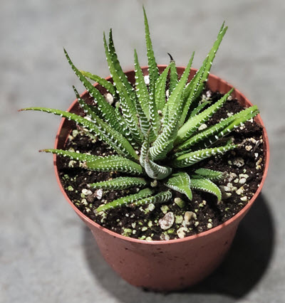 Haworthia Zebrina